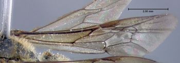Media type: image;   Entomology 609477 Aspect: front wing